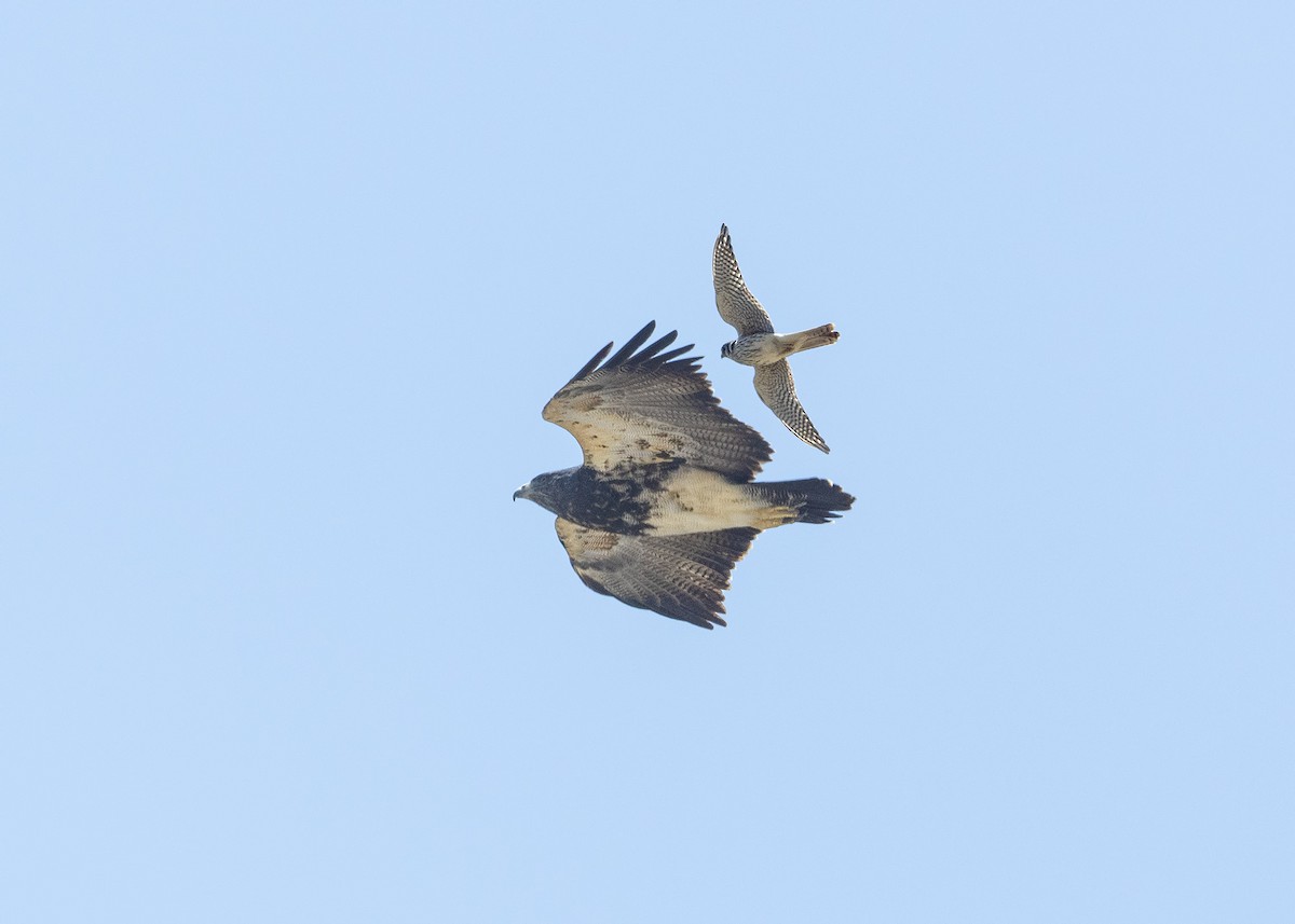Black-chested Buzzard-Eagle - VERONICA ARAYA GARCIA