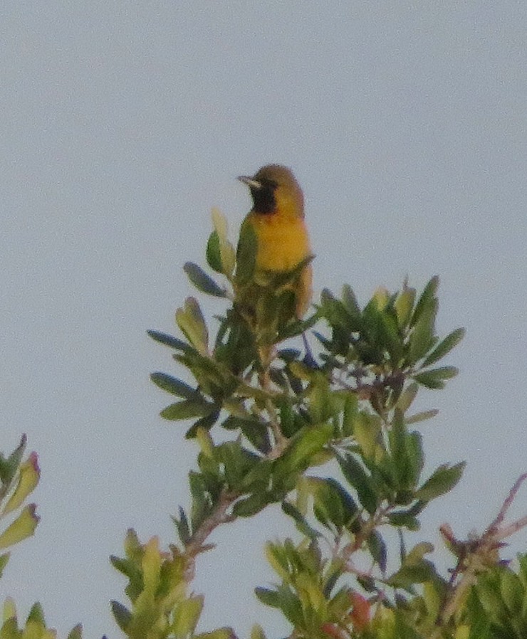 Orchard Oriole - ML617428013