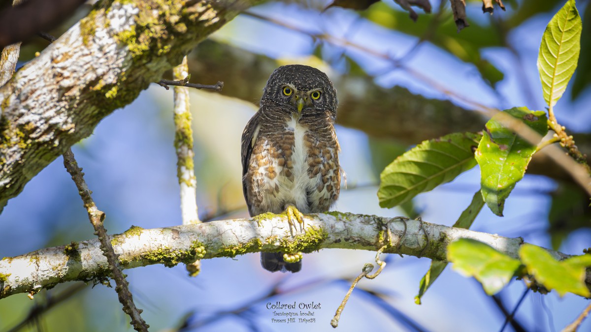 Collared Owlet - ML617428023