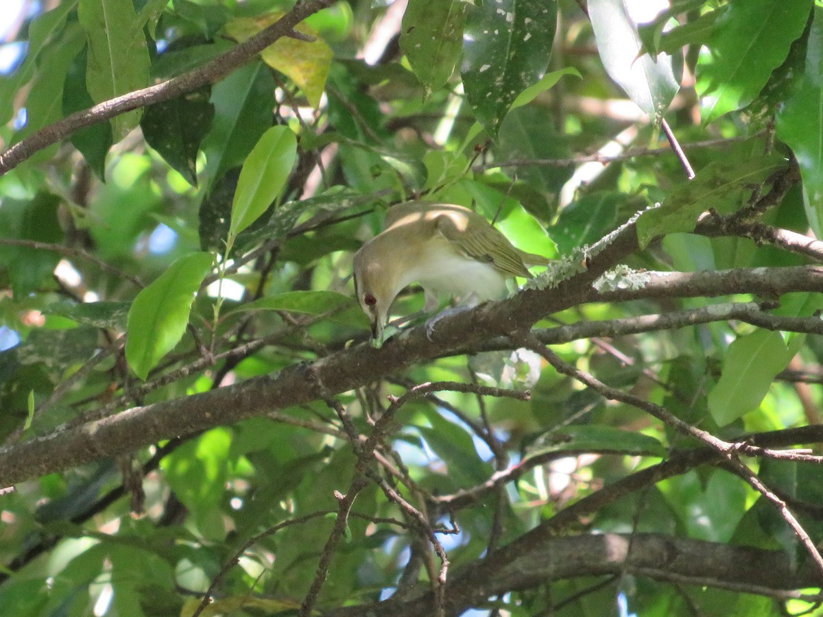 Red-eyed Vireo - Anne Armstrong