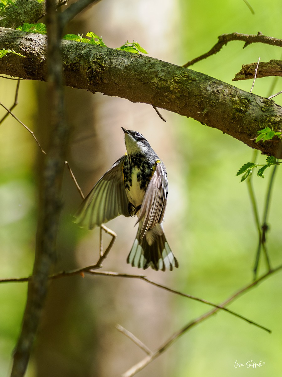 Yellow-rumped Warbler (Myrtle) - Lisa Saffell