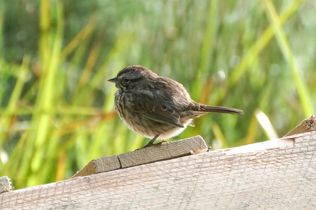 Song Sparrow (montana/merrilli) - ML617428101