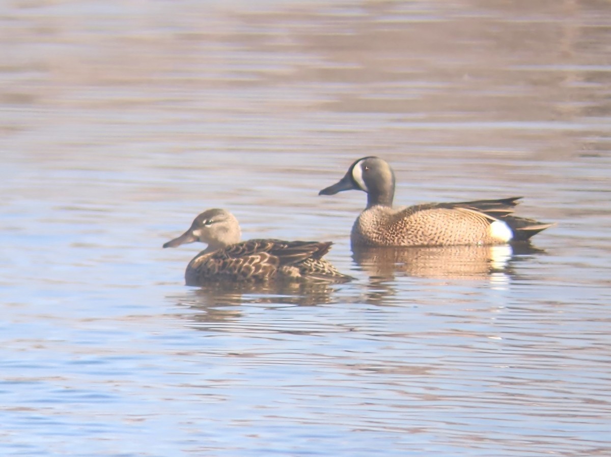 Blue-winged Teal - ML617428117