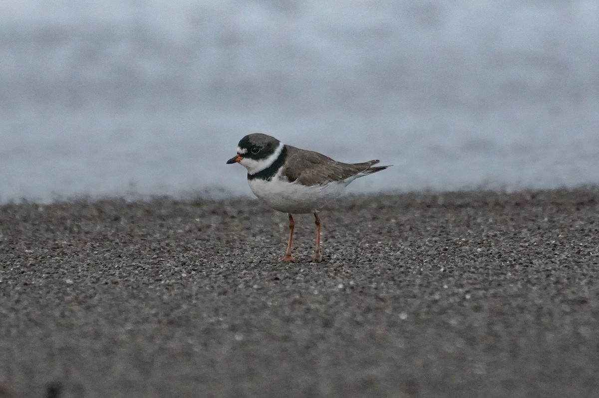 Semipalmated Plover - ML617428148