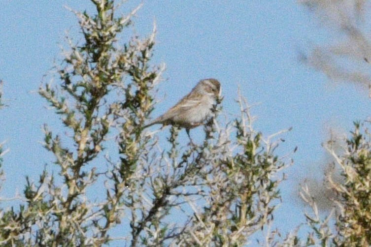 Brewer's Sparrow - Rich and Lynne Glassford