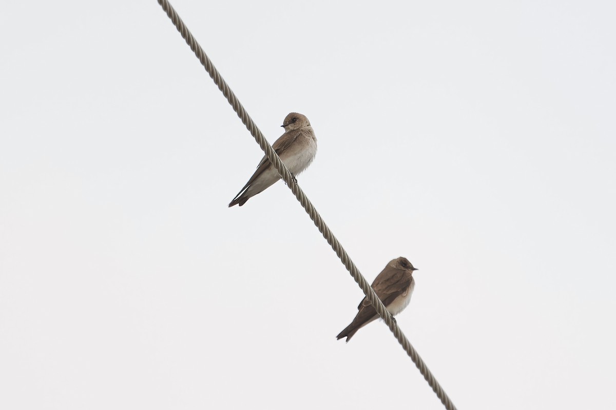 Northern Rough-winged Swallow - Bill Schneider