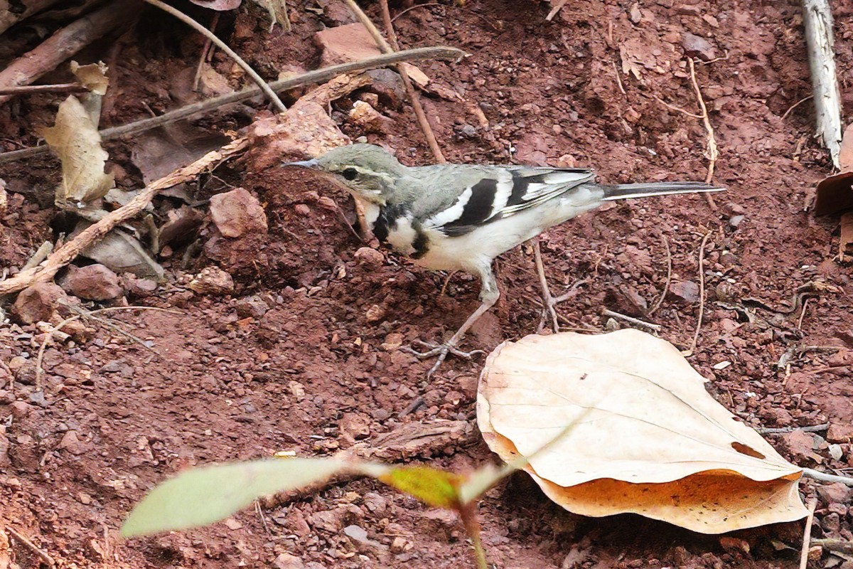 Forest Wagtail - ML617428201