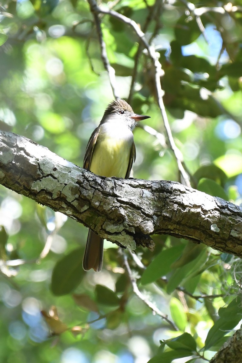 Great Crested Flycatcher - ML617428272