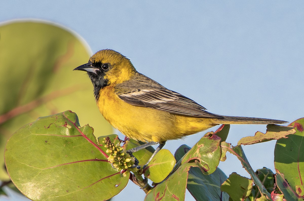 Orchard Oriole - Denny Swaby