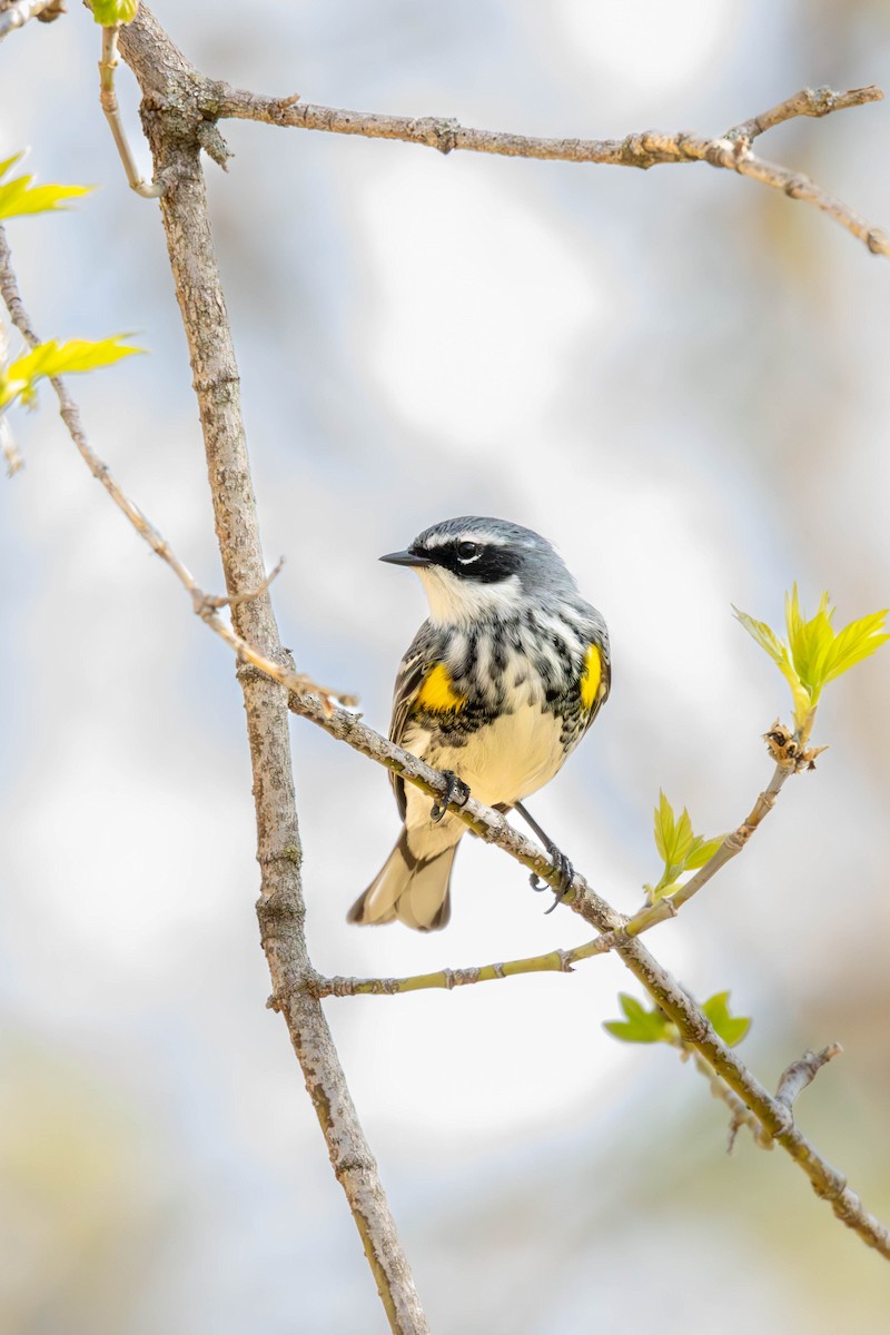 eBird Checklist - 15 Apr 2024 - Bonnell Home - 1 species