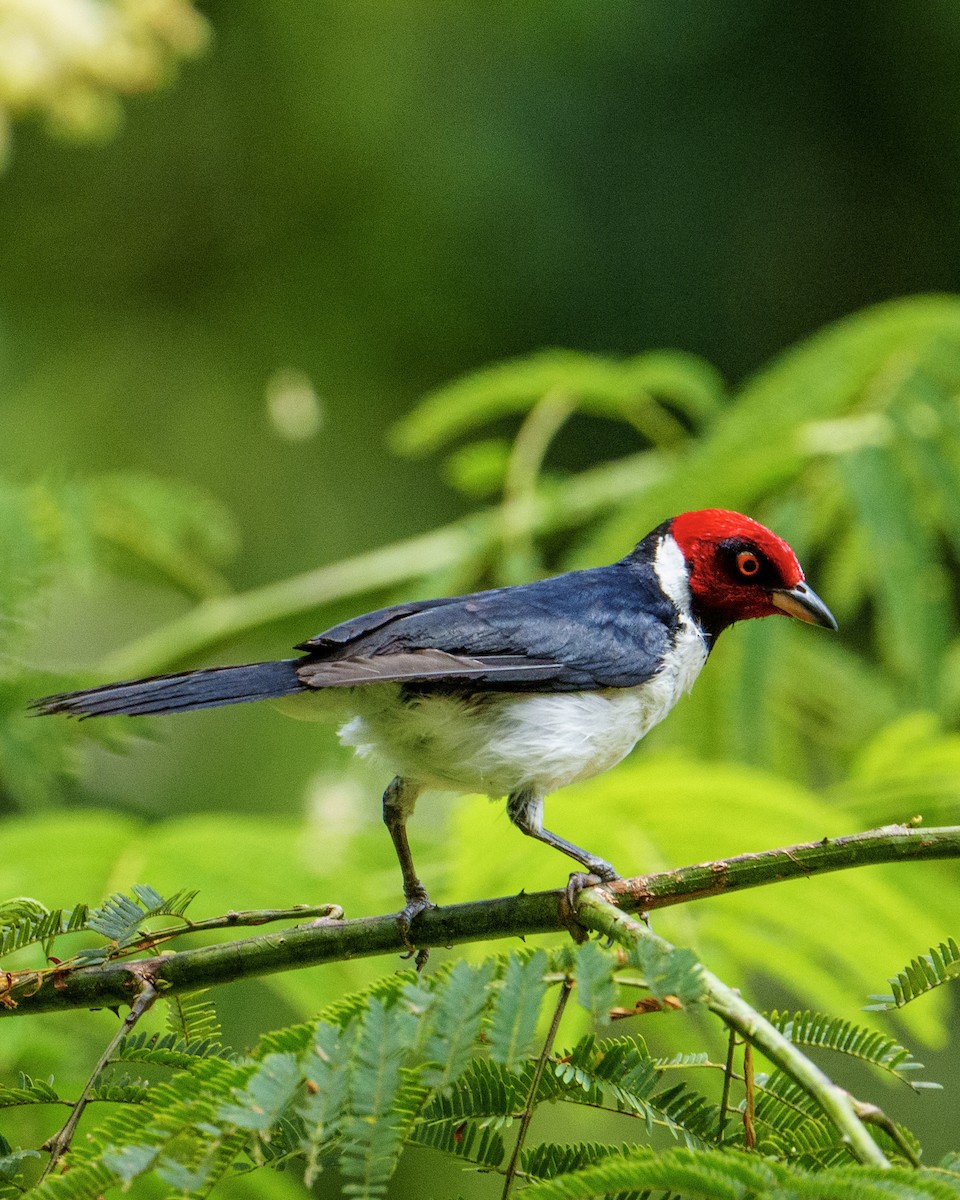 Red-capped Cardinal - ML617428368