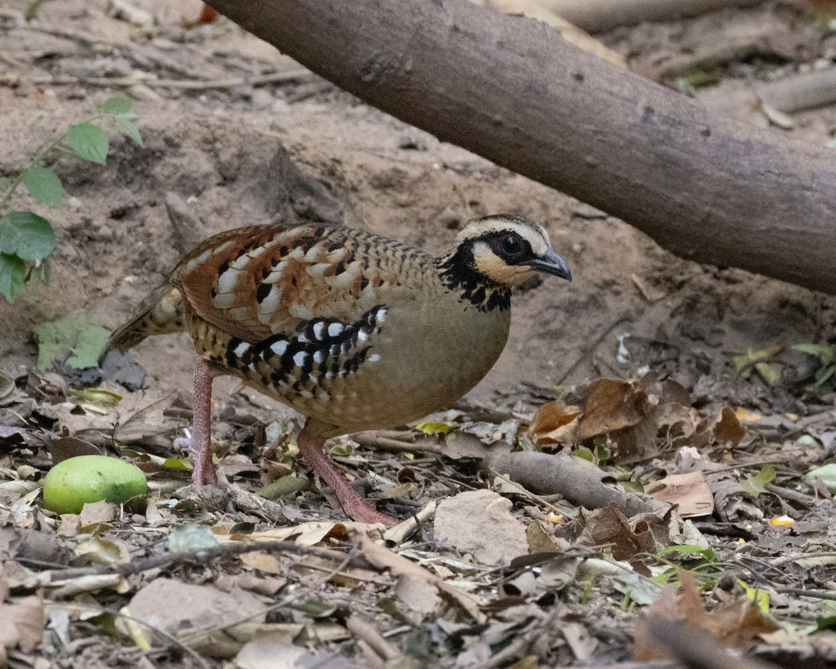 Bar-backed Partridge - Dixie Sommers