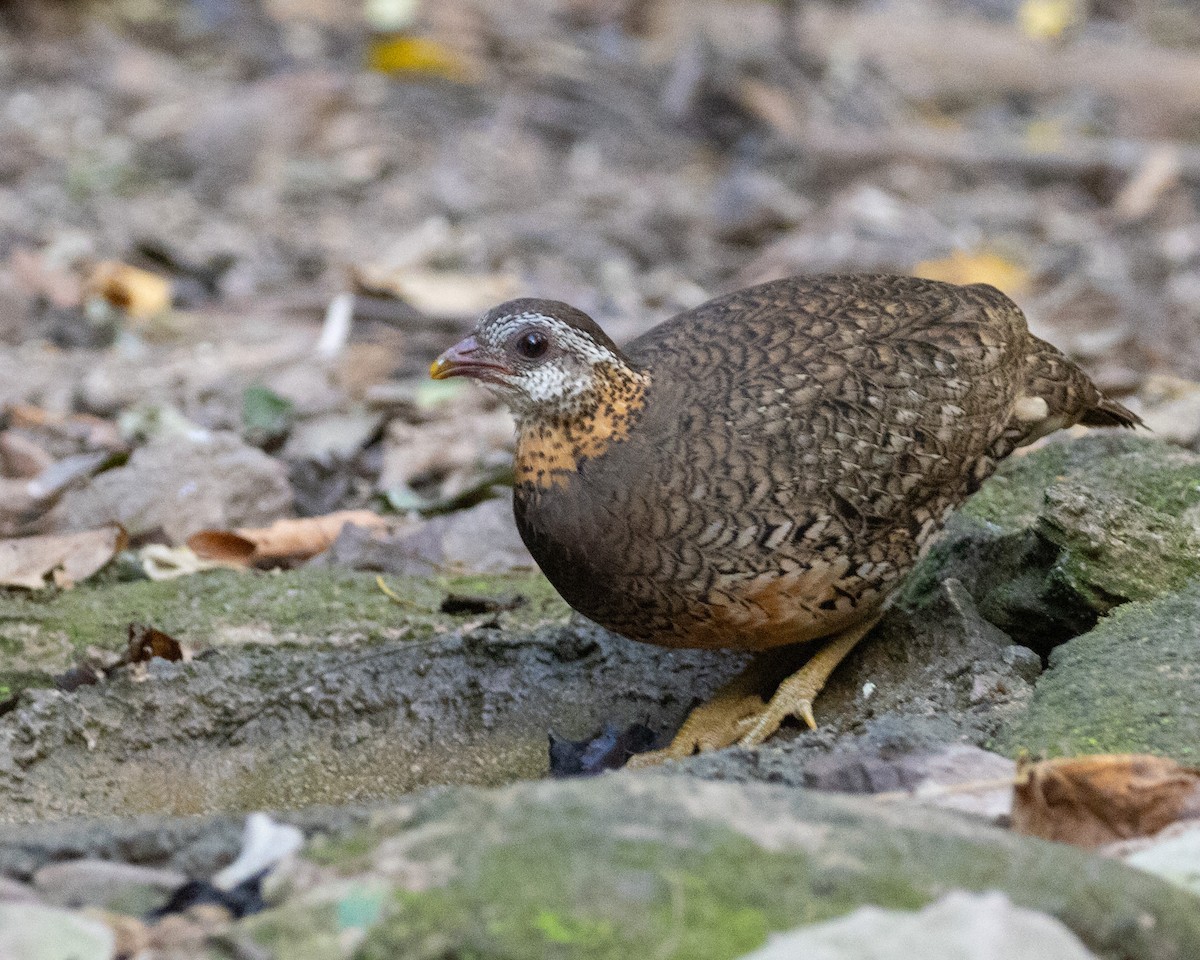 Scaly-breasted Partridge - ML617428581