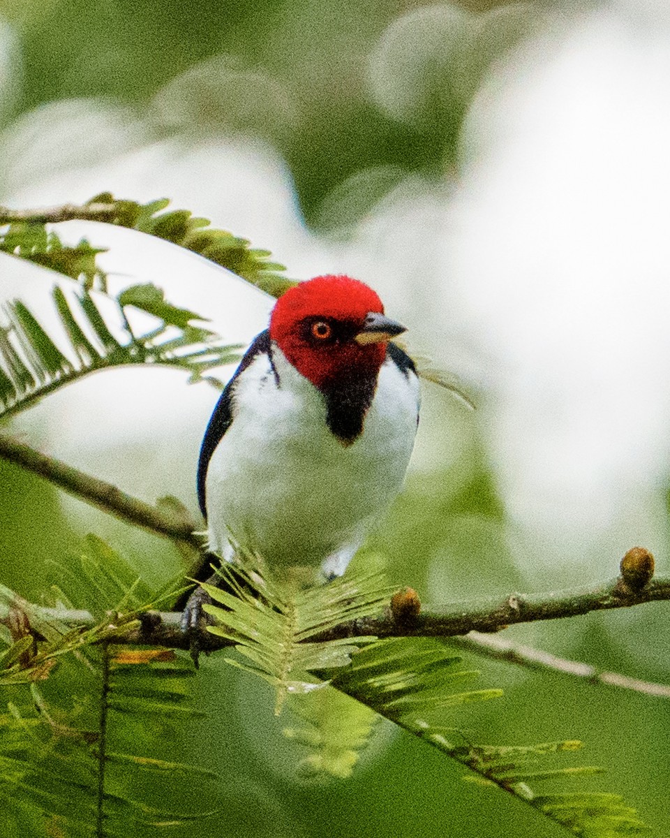 Red-capped Cardinal - ML617428607