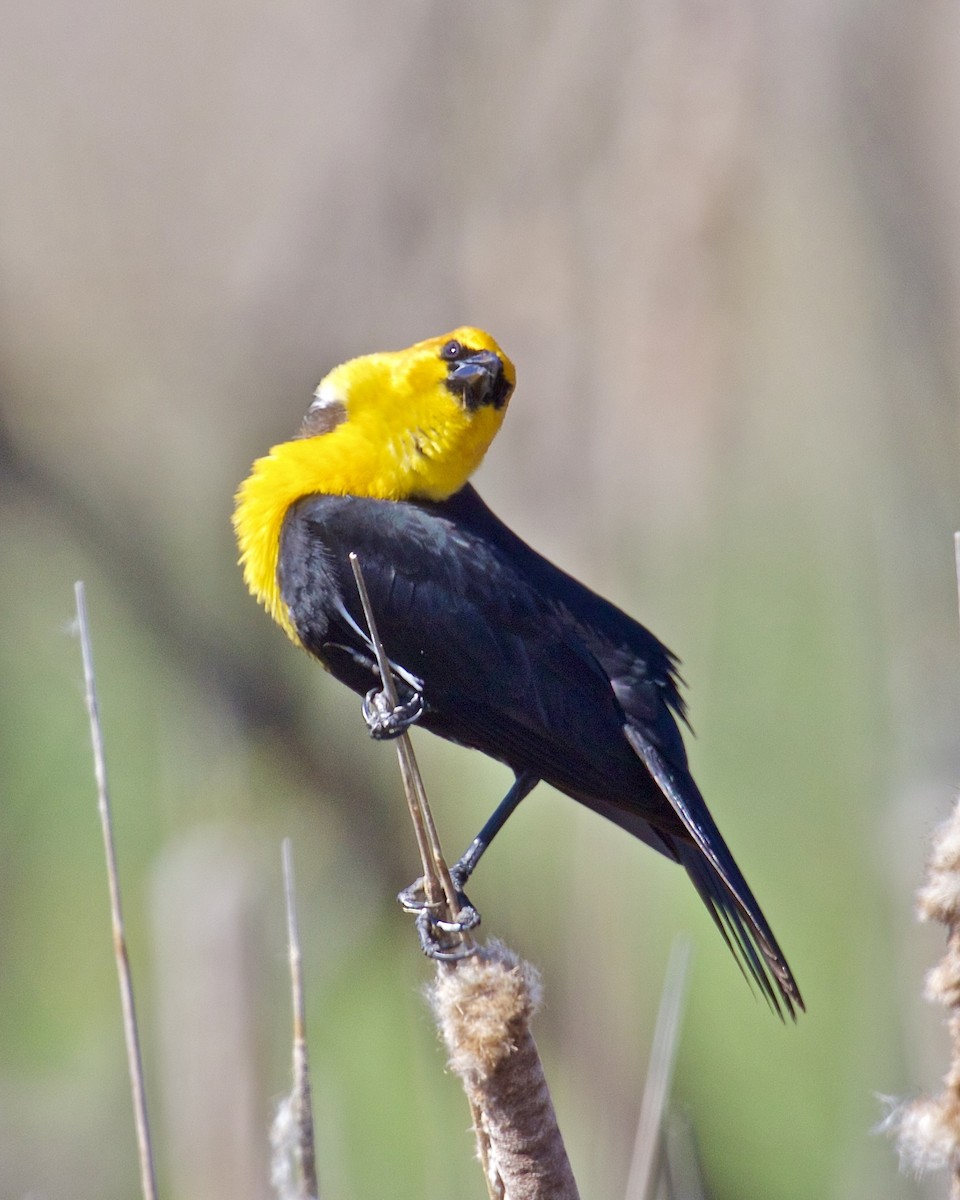 Yellow-headed Blackbird - ML617428634