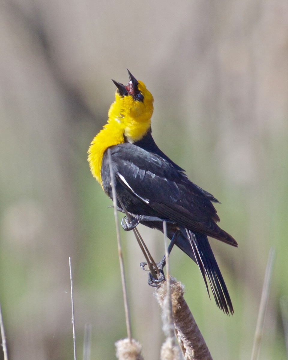 Yellow-headed Blackbird - ML617428647
