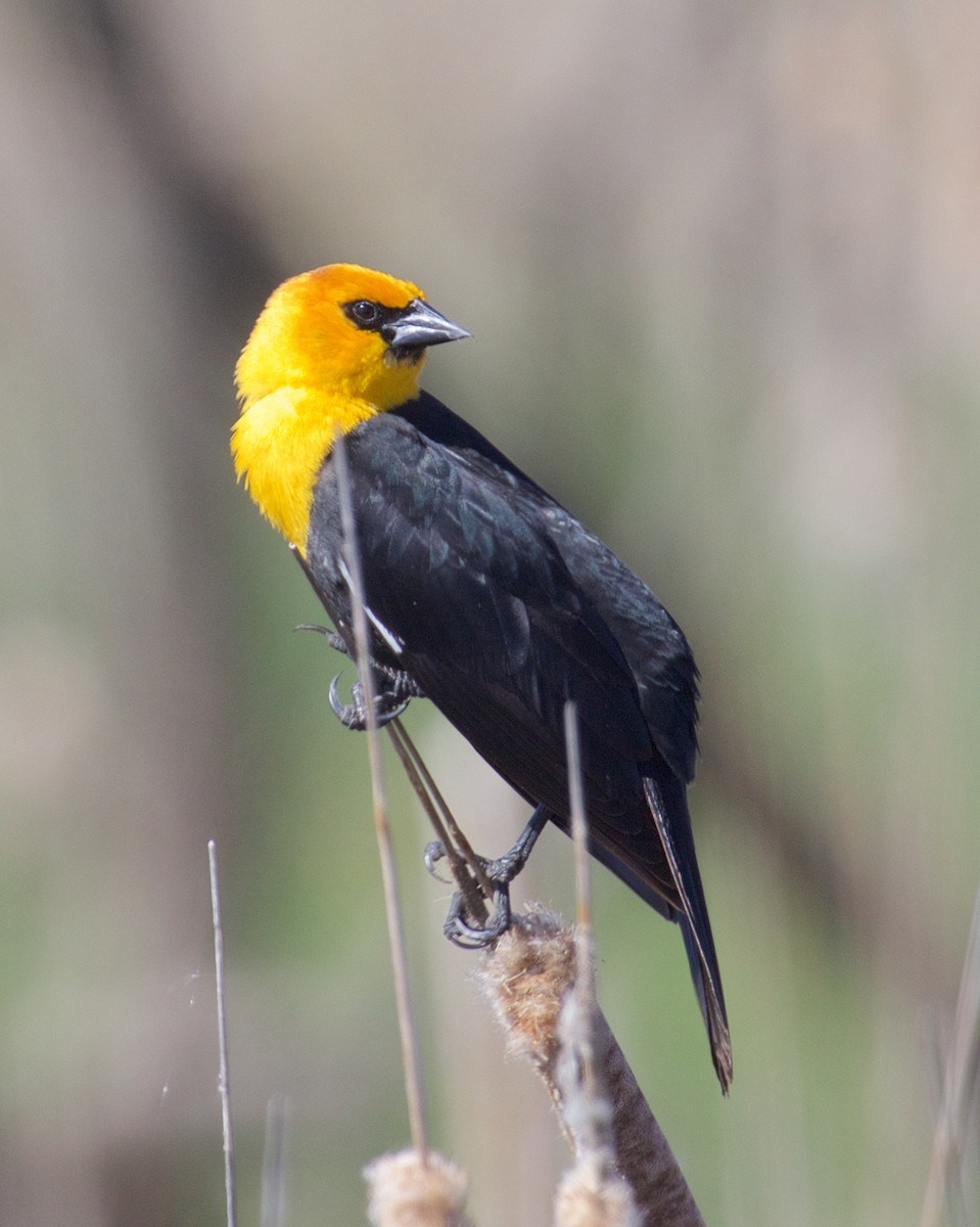 Yellow-headed Blackbird - ML617428653