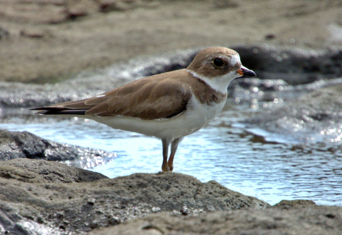 Semipalmated Plover - ML617428665