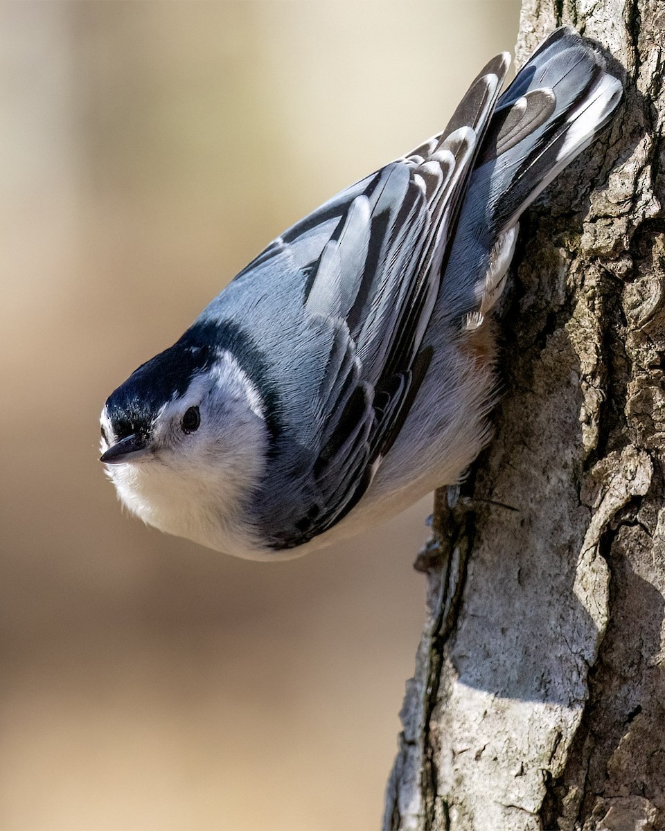 White-breasted Nuthatch - ML617428683
