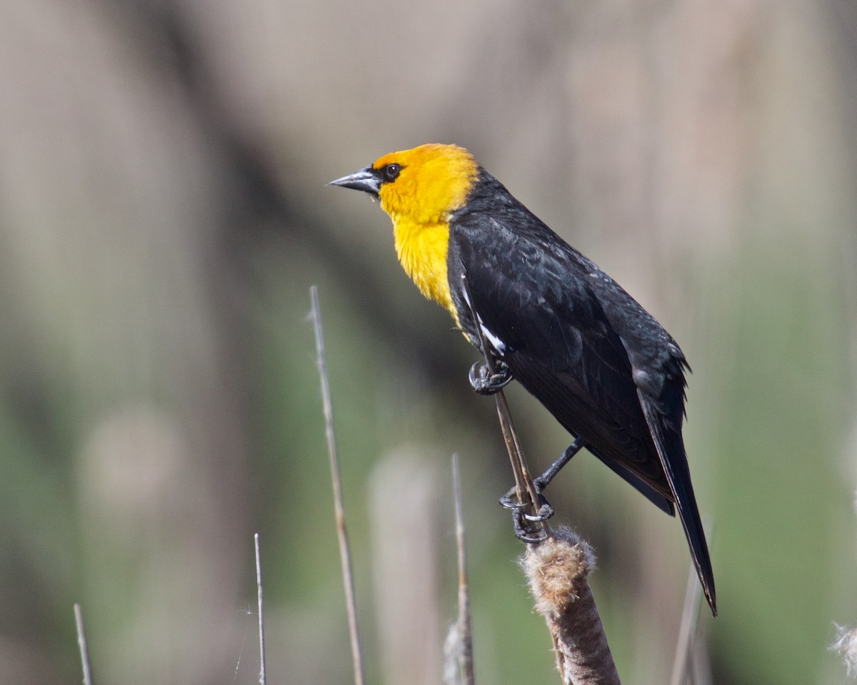 Yellow-headed Blackbird - ML617428706