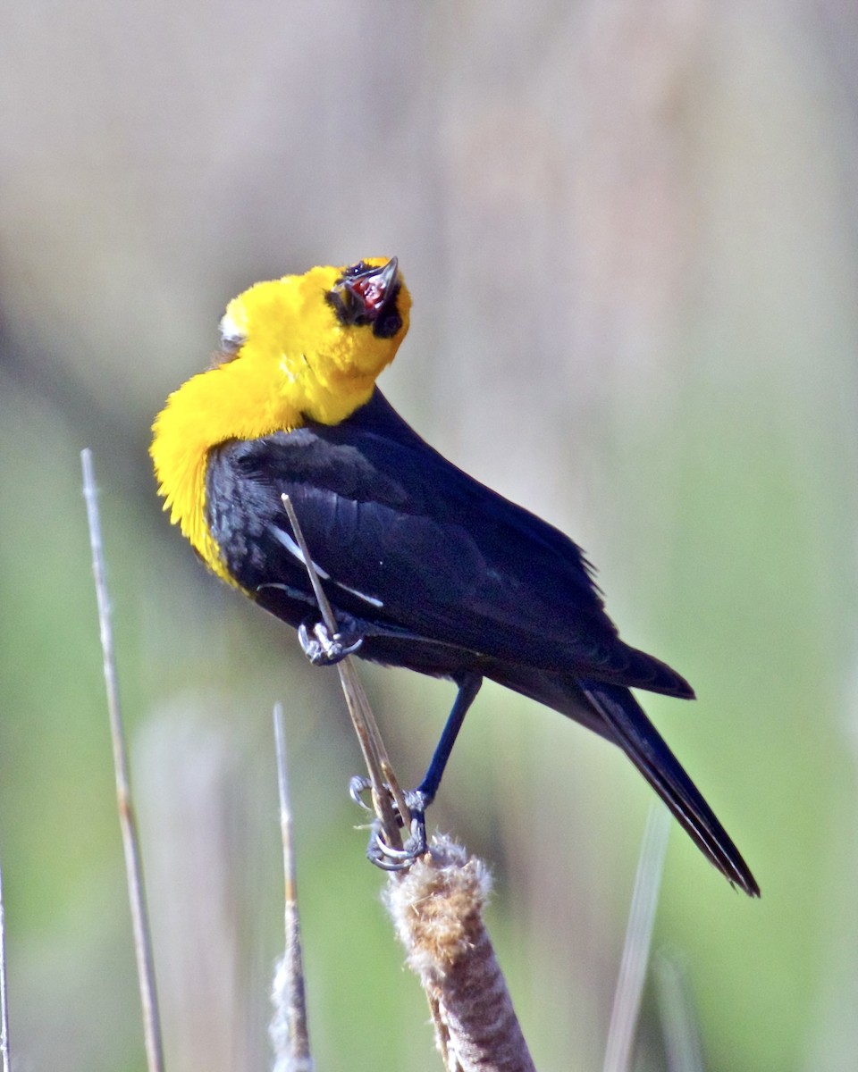 Yellow-headed Blackbird - ML617428719
