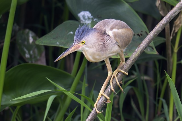 Male Definitive Basic frontal view. - Yellow Bittern - 