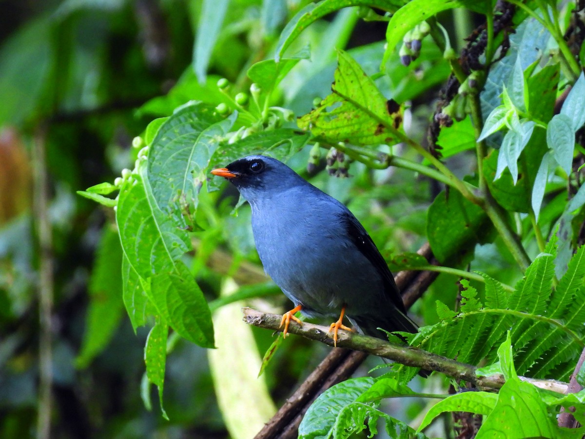 Black-faced Solitaire - ML617428783