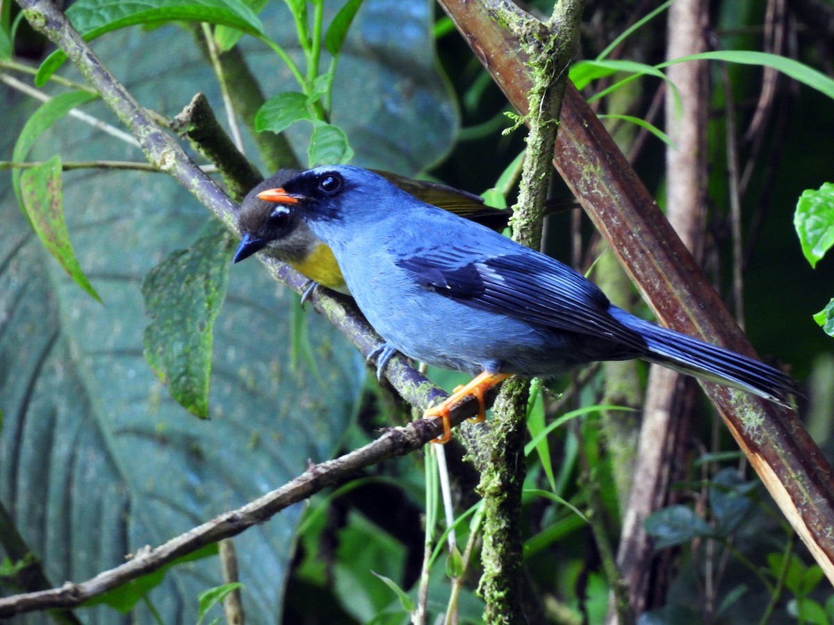 Black-faced Solitaire - ML617428790