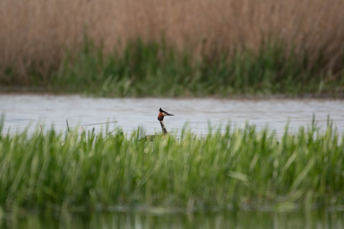 Great Crested Grebe - ML617429158