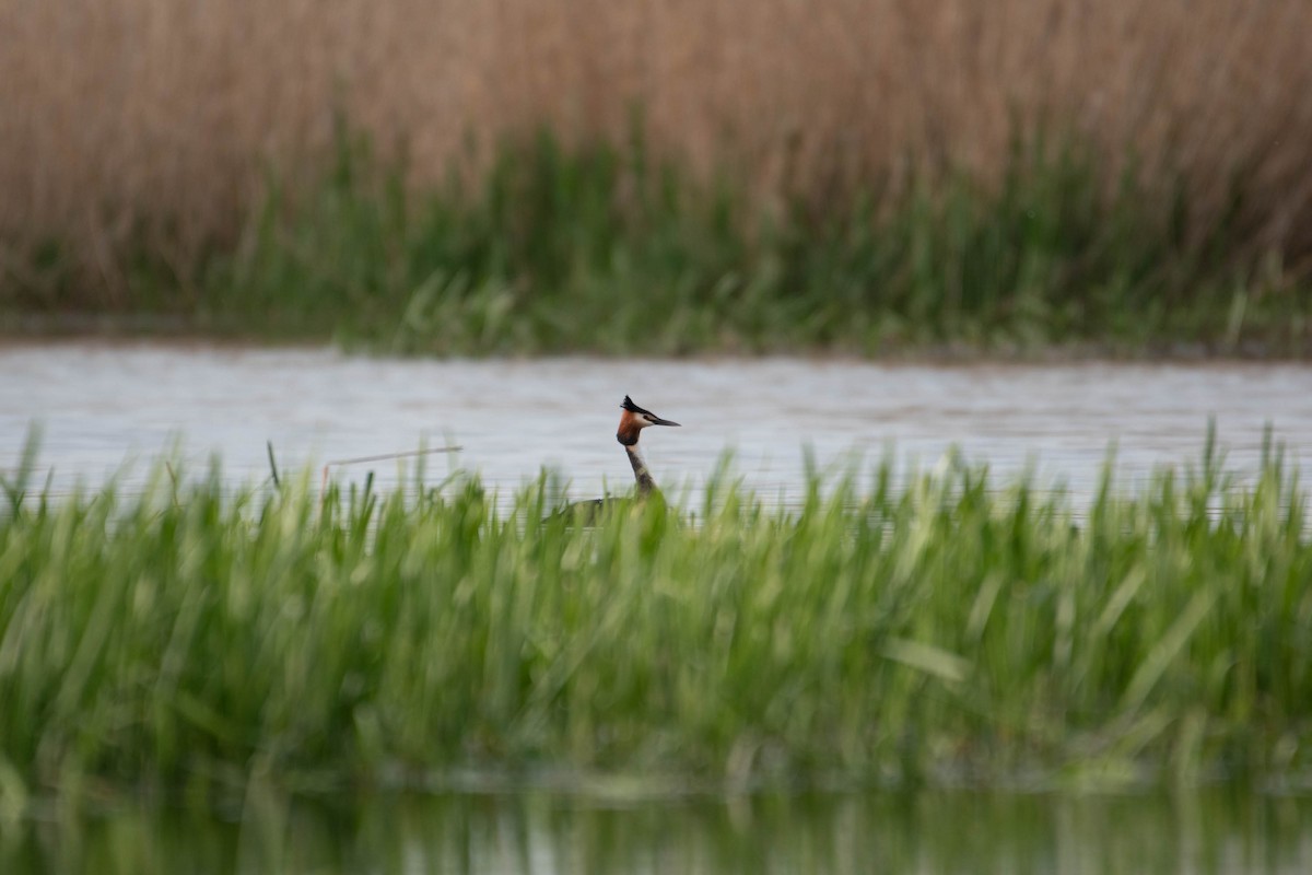 Great Crested Grebe - ML617429159