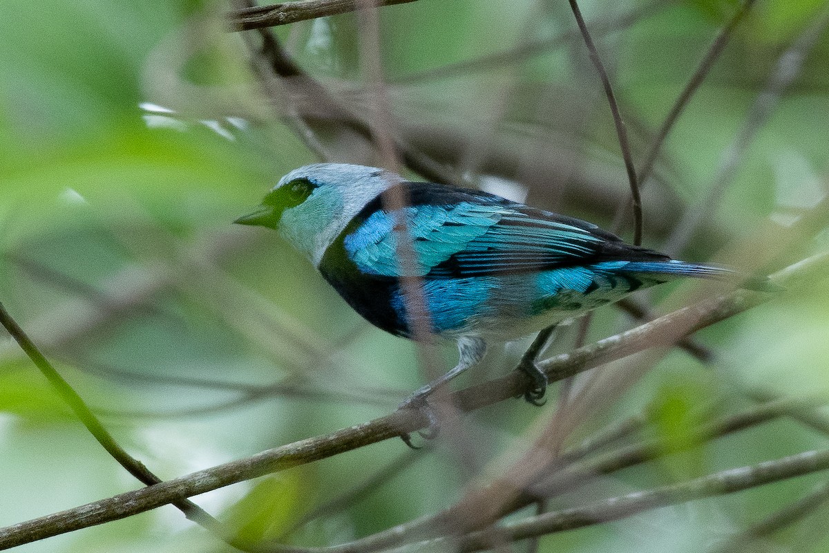 Masked Tanager - ML617429193