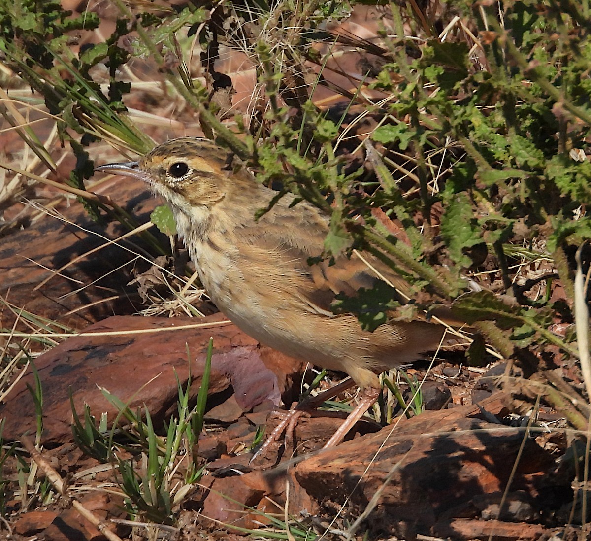 African Pipit (African) - ML617429238