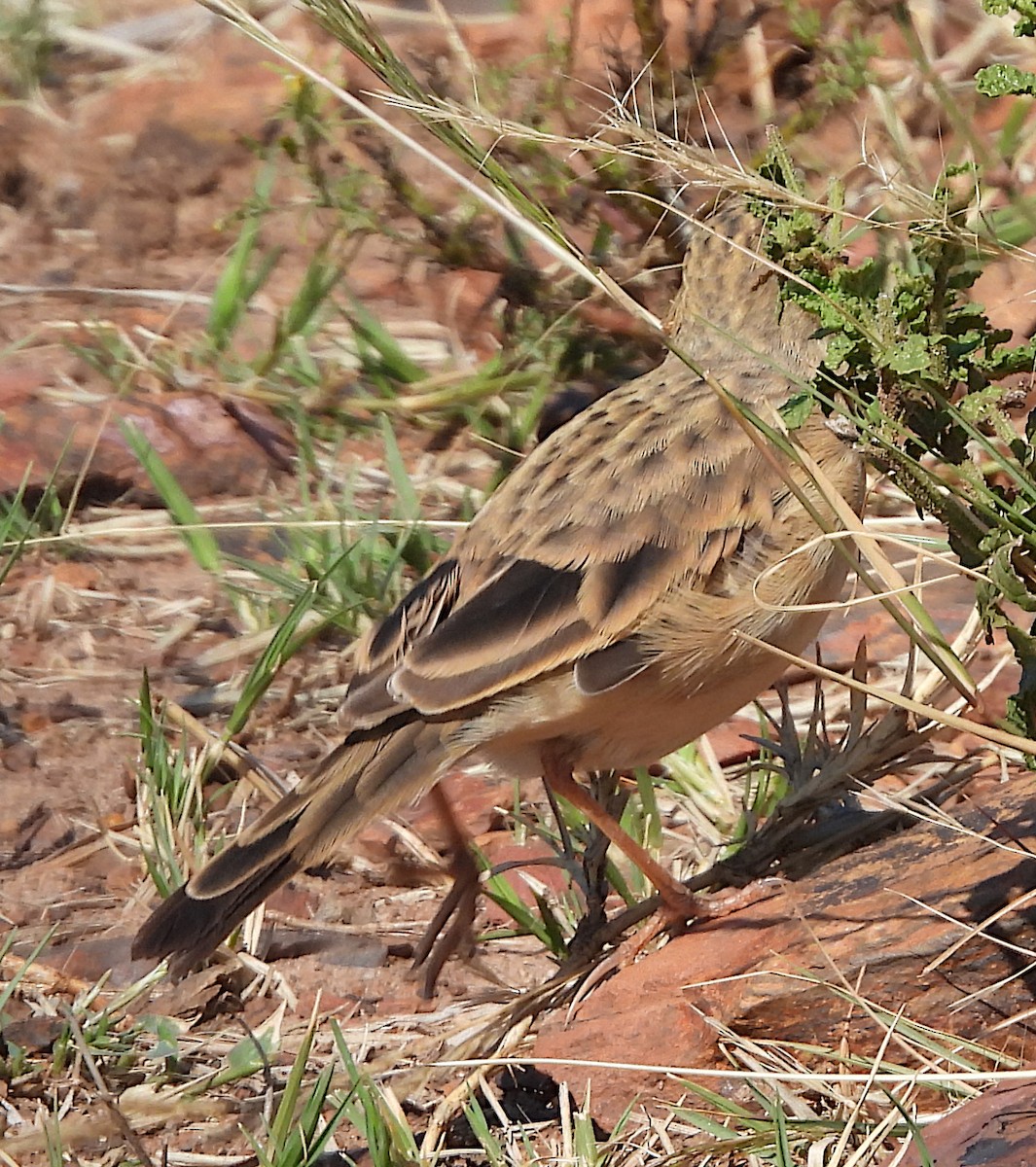 African Pipit (African) - ML617429309