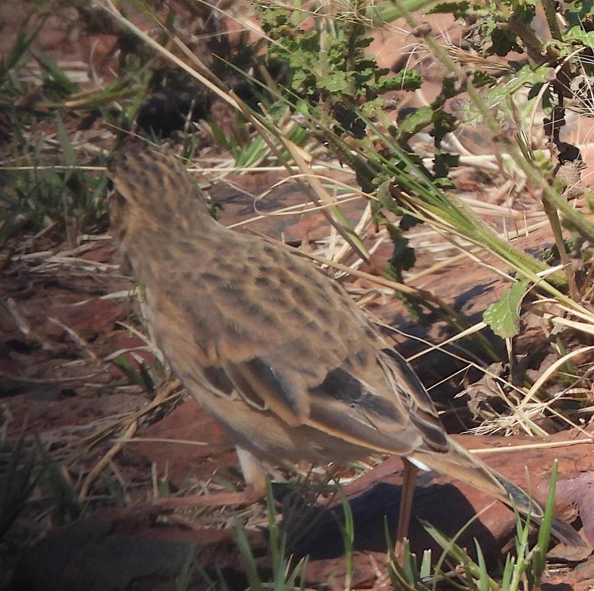 African Pipit (African) - ML617429310