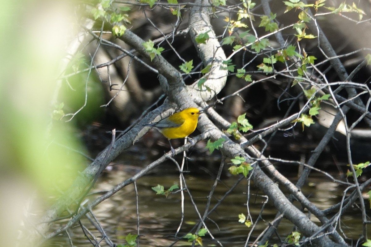 Prothonotary Warbler - ML617429315