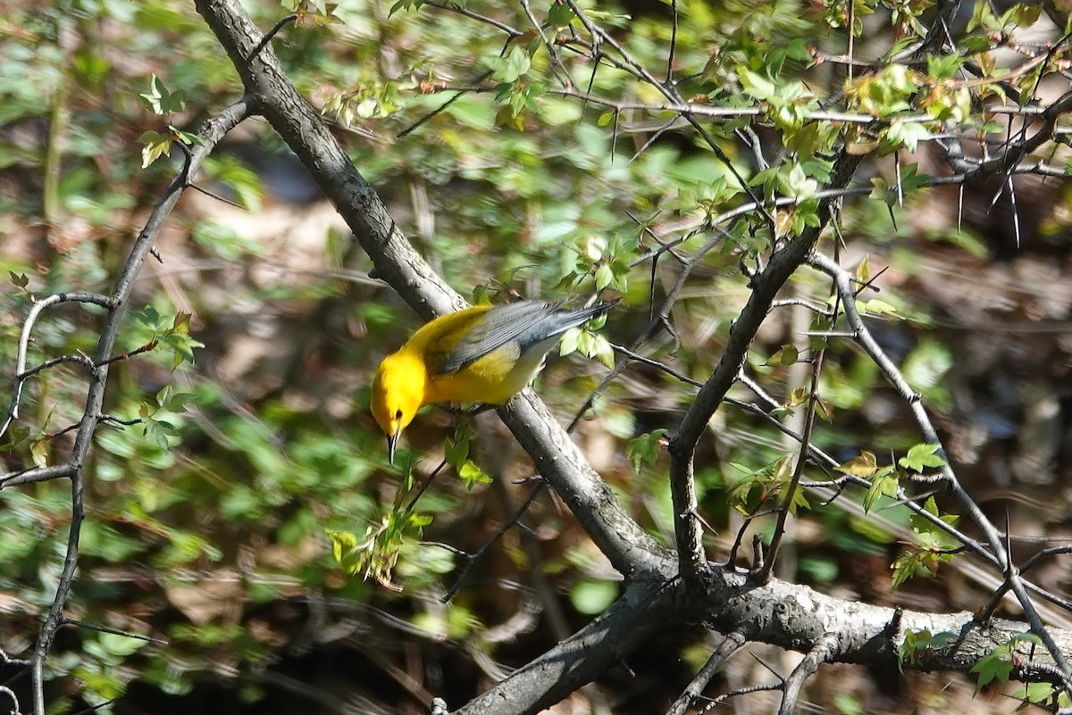 Prothonotary Warbler - ML617429317