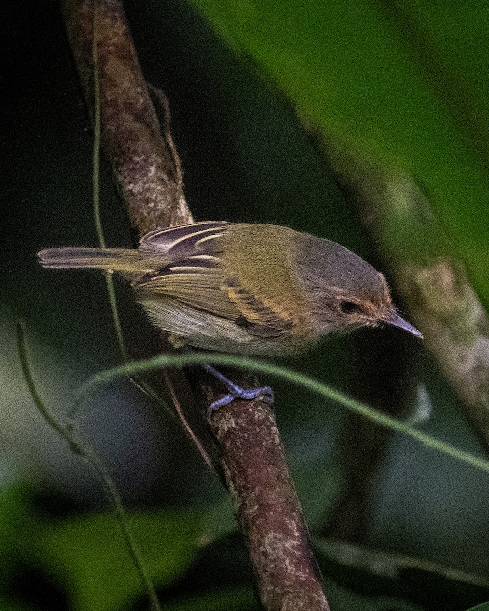 Rusty-fronted Tody-Flycatcher - ML617429366
