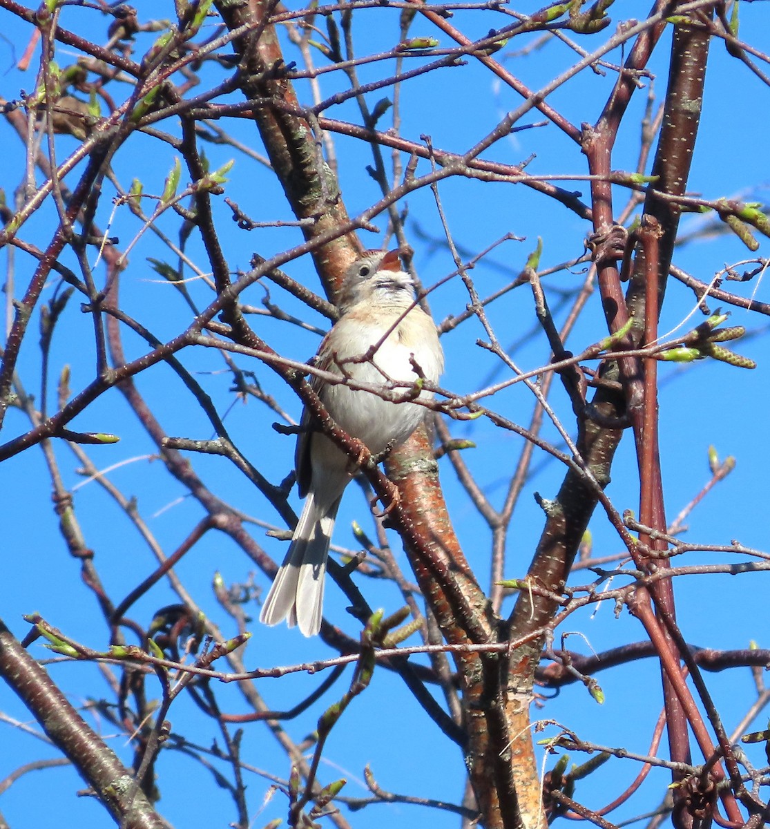 Field Sparrow - ML617429387