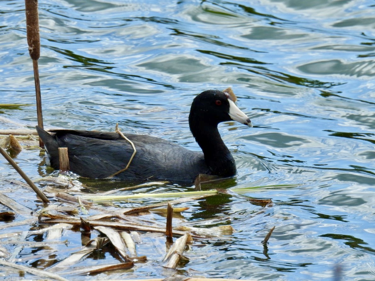 American Coot - Donna Reis