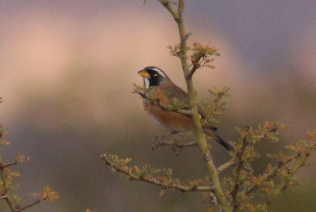 Many-colored Chaco Finch - ML617429632
