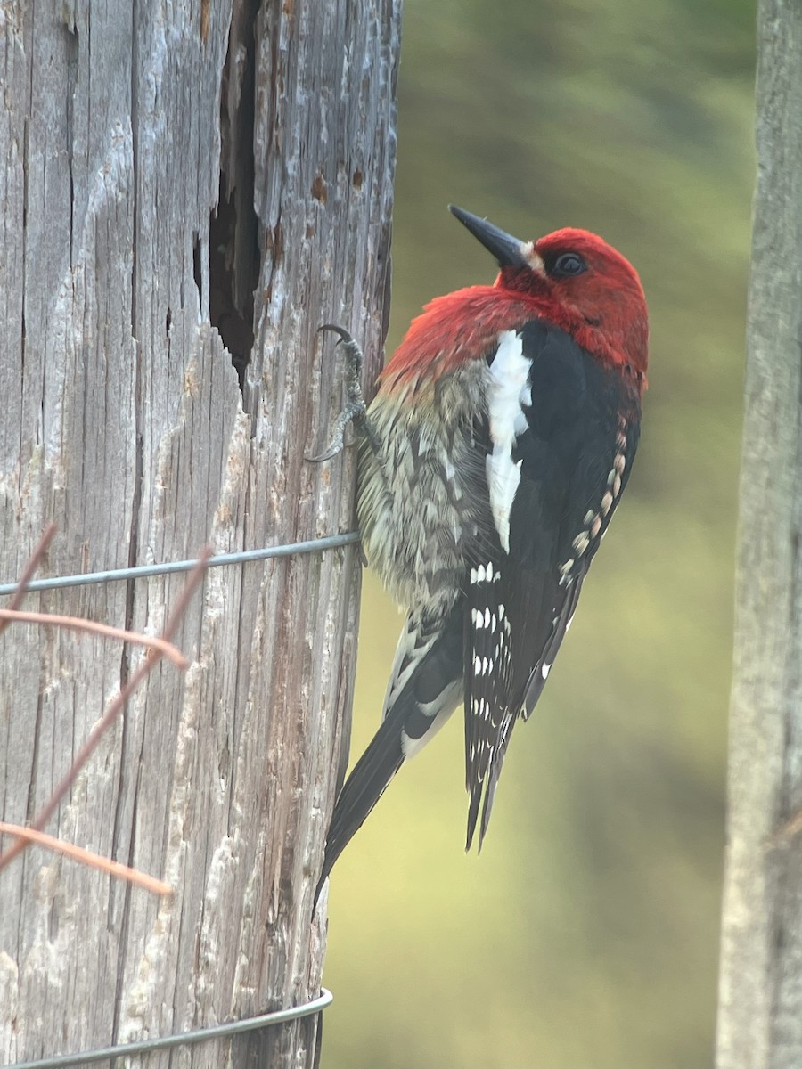 Red-breasted Sapsucker - ML617429635