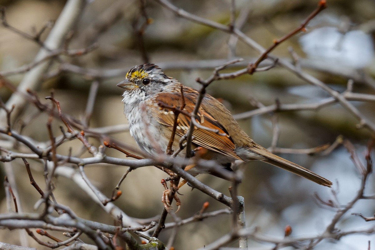 White-throated Sparrow - ML617429756