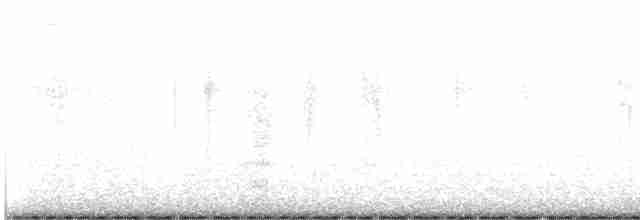 Buntfuß-Sturmschwalbe (chilensis) - ML617429820