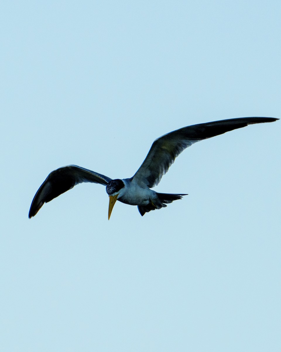 Large-billed Tern - Alberto Acero