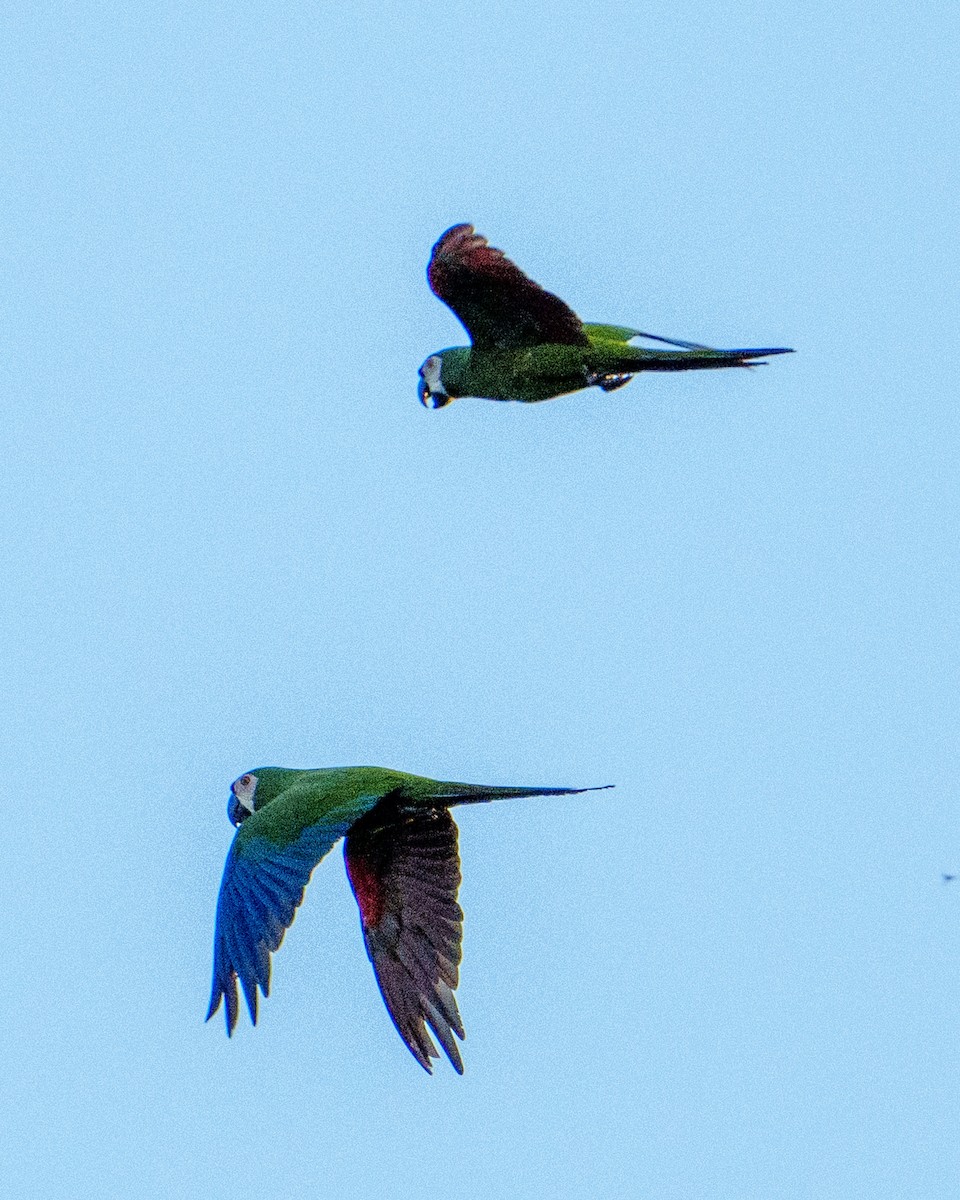 Chestnut-fronted Macaw - ML617429884