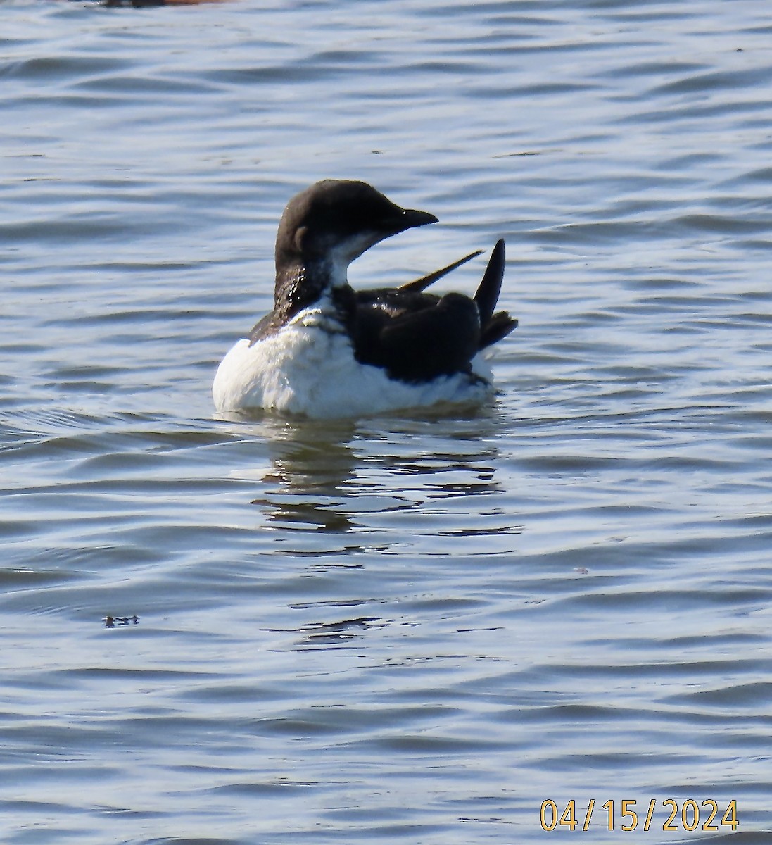 Thick-billed Murre - ML617429885