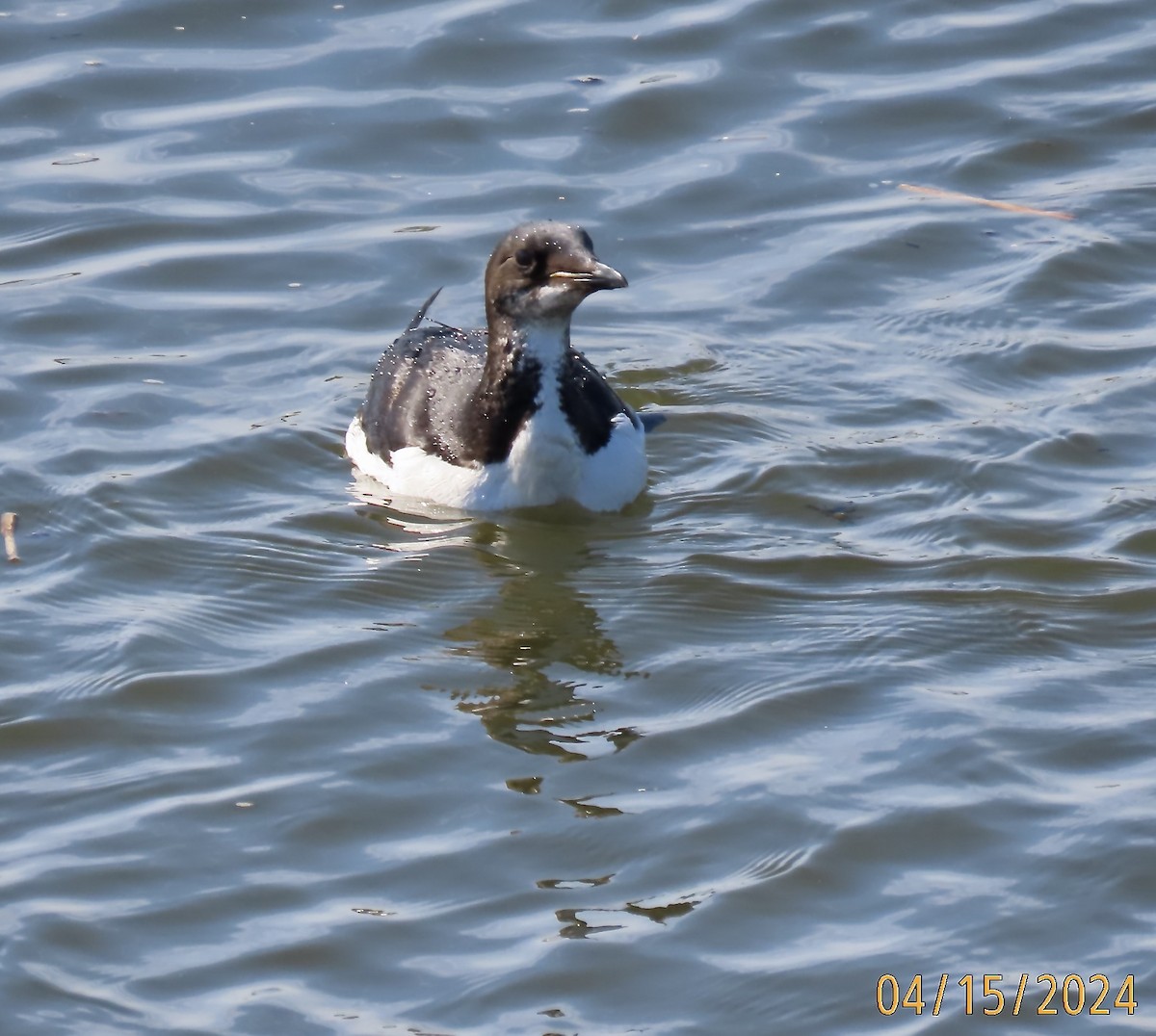 Thick-billed Murre - ML617429892
