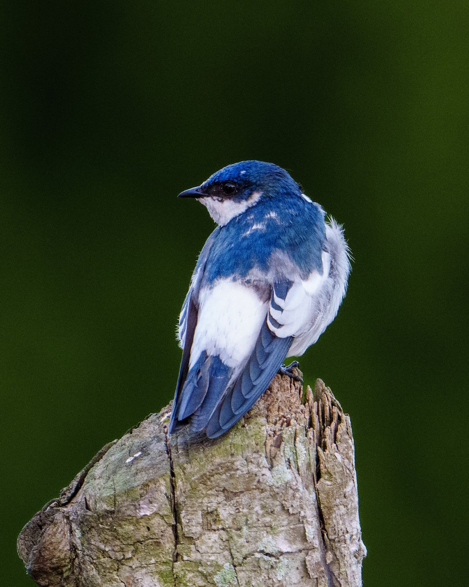 White-winged Swallow - Alberto Acero