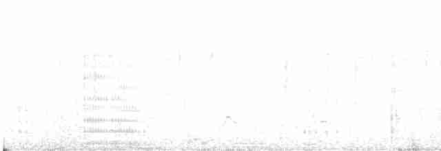 Magellanic Cormorant - ML617429948