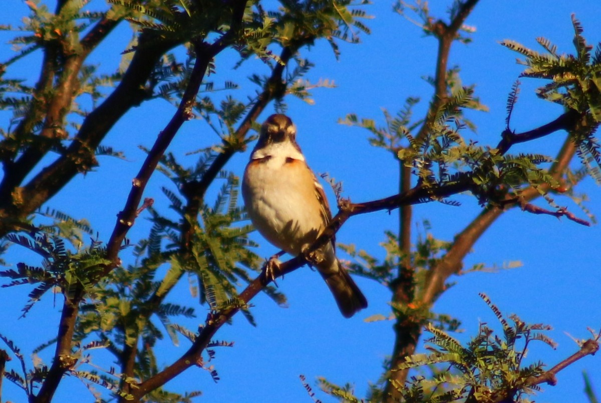 Rufous-collared Sparrow - ML617429976